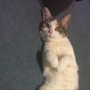 Meet your Posher, Brittny